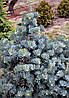 Ялиця одноколірна Archer's Dwarf 2 річна, Пихта одноцветная Арчерз Дварф, Abies concolor Archer's Dwarf, фото 7