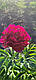 Півонія Old Faithful (Glasscock-Falk 1964) (сажці), фото 2