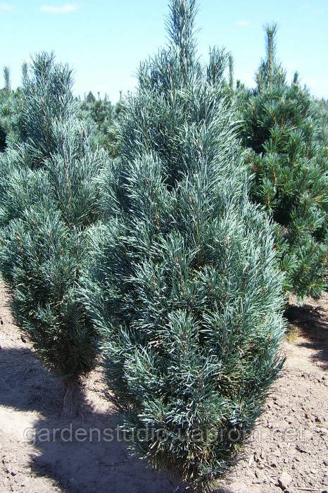 Сосна звичайна "Фастигіата" (Pinus sylvestris 'Fastigiata')