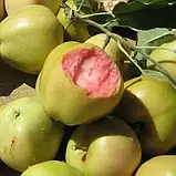 Яблуня "Пінк Перл" (осінній сорт, середній термін дозрівання), фото 3
