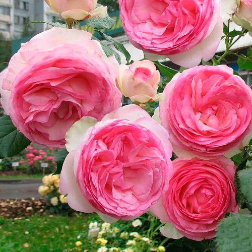 Троянда Едем (Eden) штамб, фото 1