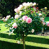 Троянда Едем (Eden) штамб, фото 2