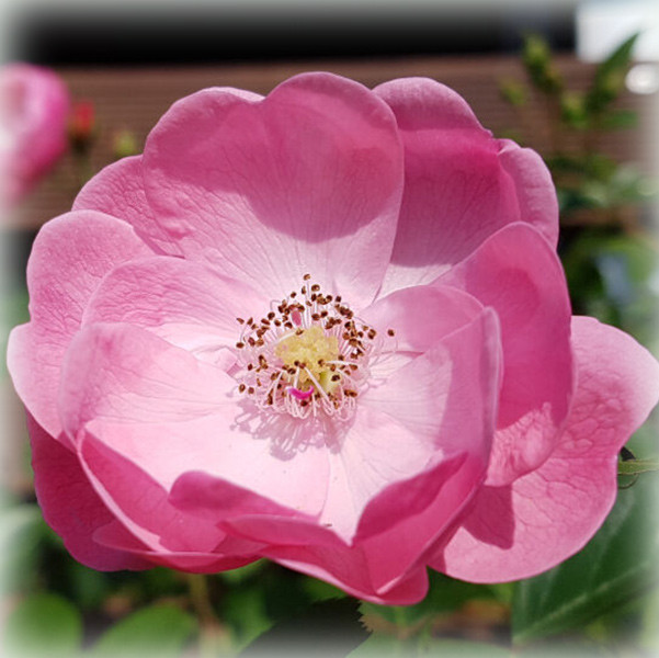 Троянда штамбова Анжела (Angela), фото 1