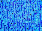 Оптичний мікроскоп Delta Optical BioLight 300 40-400x, фото 10