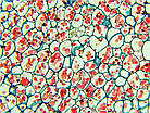 Оптичний мікроскоп Delta Optical BioLight 300 40-400x, фото 9