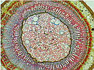 Оптичний мікроскоп Delta Optical BioLight 300 40-400x, фото 11