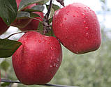 Яблуня червона "Одіссо" (Odisso) (річний сорт, середній термін дозрівання), фото 2