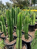 Euphorbia ingens