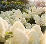 Гортензія метильчаста Living Cotton Cream® (Лівінг Коттон Крем) горщик 3 л 3-4 роки, фото 6