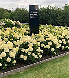 Гортензія метильчаста Living Cotton Cream® (Лівінг Коттон Крем) горщик 3 л 3-4 роки, фото 7