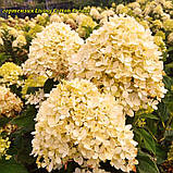 Гортензія метильчаста Living Cotton Cream® (Лівінг Коттон Крем) горщик 3 л 3-4 роки, фото 2