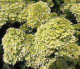 Гортензія метильчаста Living Cotton Cream® (Лівінг Коттон Крем) горщик 3 л 3-4 роки, фото 5