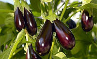 Семена Баклажан "Черный Принц" 1кг среднеспелый сорт мякоть плодов не горчит хорошо переносит хранение