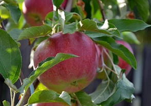 Яблуня "Лігол" осіння,скороплідна, фото 2