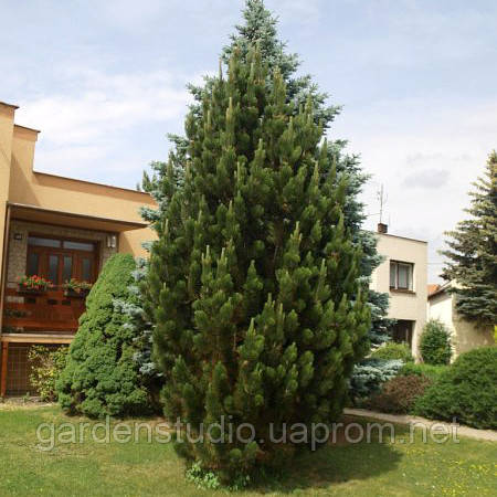 Сосна чорна Пірамідалис (Pinus nigra Pyramidalis)