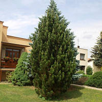 Сосна чорна Пірамідалис (Pinus nigra Pyramidalis)