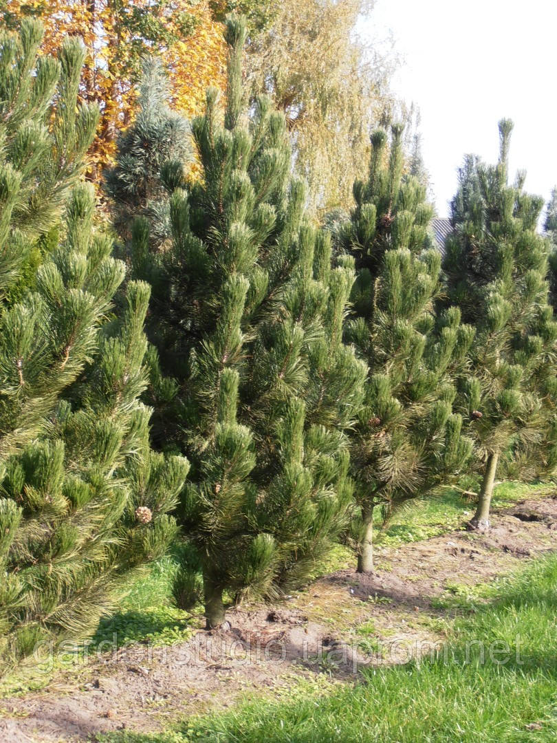 Сосна білоча Лінденхоф (Pinus leucodermis Lindenhof)