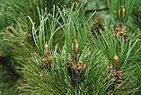 Сосна білоча Лінденхоф (Pinus leucodermis Lindenhof), фото 2