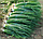 Цибуля на перо ЛЕГІОНЕР Breeding Seeds 100 гр, фото 2