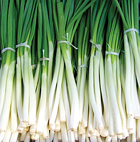 Цибуля — батун МАРТИН / Bunching onion MARTIN 100 г