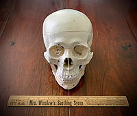 Модель череп человека пластиковый