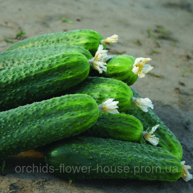 Насіння Огірок Фенікс плюс 5 г