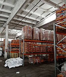 Насіння Соняшнику Лімагрейн ЛГ 5582, фото 3