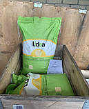 Насіння соняшника Белла, фото 2