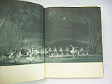 Балет Великого Театру СРСР. Фотоальбом (б/у)., фото 5
