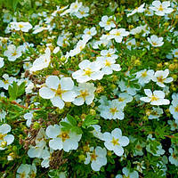 Саджанці Перстачу