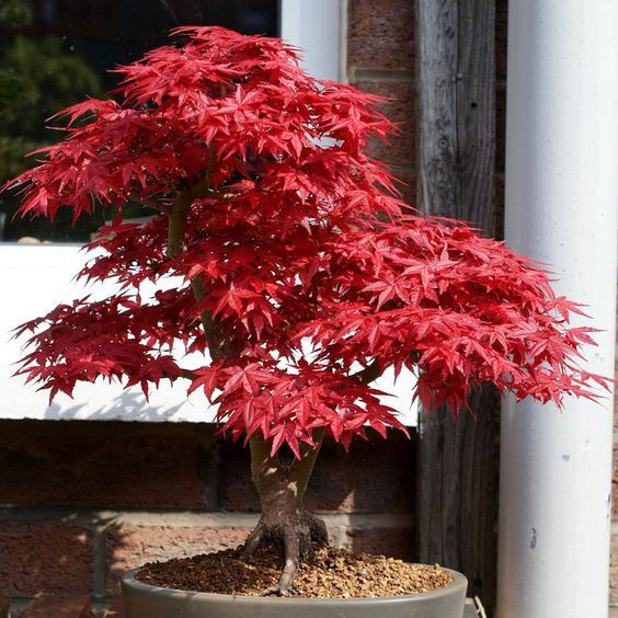 Саженцы Клена Японского купить оптом и в розницу. Доставка почтой ...