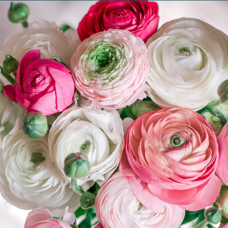 Ранункулюс Жовтець Ranunculus Pastel Mix 10shtup, фото 1