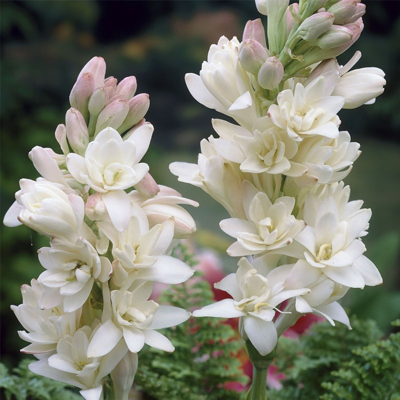 Тубероза Perlina Polianthes Tuberosa The Pearl 1shtup, фото 1