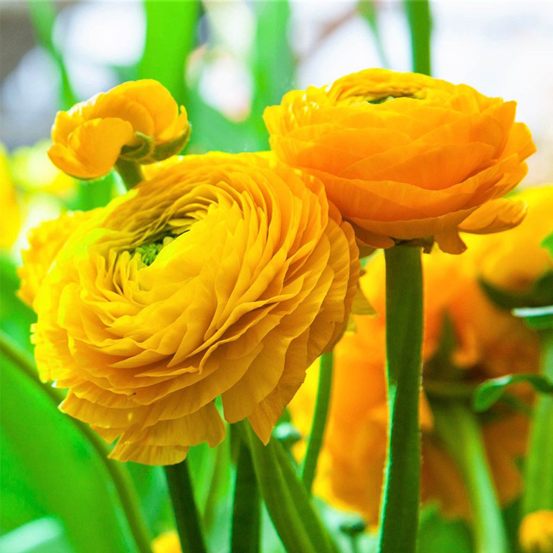 Ранункулюс Живець жовтий Ranunculus Yellow VJ 10shtup, фото 1