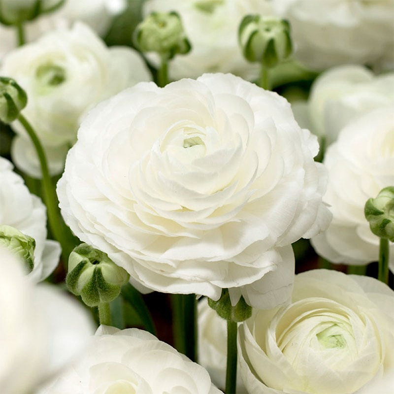 Ранункулюс Живець білий Ranunculus White VJ 10shtup, фото 1