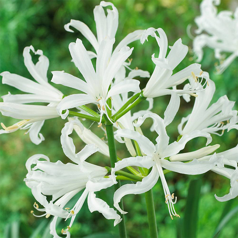 Неріне Boudena Alba Nerine Bowdenii Alba 2shtup, фото 1