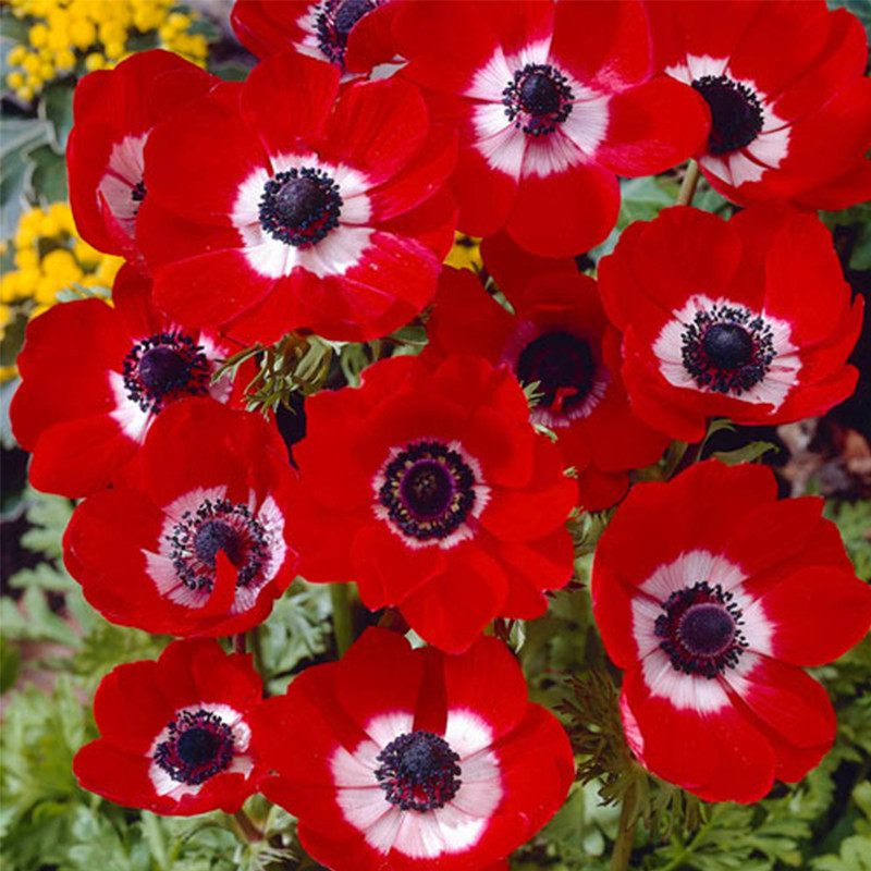 Anemona Coronaria Hollandia 15shtup, фото 1