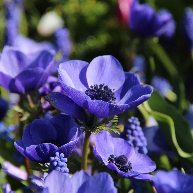 Anemona Coronaria Mr Fokker VJ 15shtup, фото 1