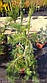 Сосна densiflora Pendula (Горщик С 7.5 Висота 0.7 м), фото 2
