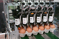 Конвейерный принтер для маркировки яиц