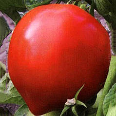 Насіння томату Барон F1, 1 г — ранній (93-97 дн), Елітний ряд