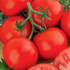 Насіння томату Аврора F1, 1 г — ранній (110-115 дн), Елітний ряд
