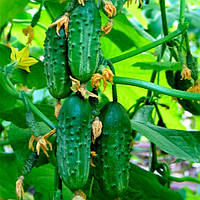 Семена Огурец "Малыш"300г ультраскороспелый пчелоопыляемый высокоурожайный салатного и консервного назначения