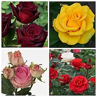 Комплект із 4 сортів троянди