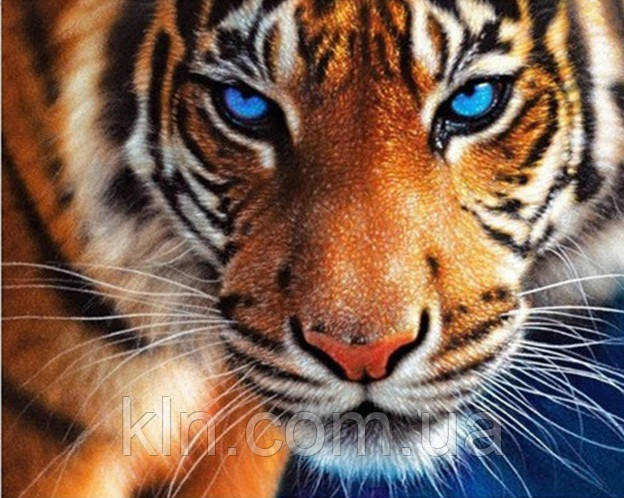 Алмазна вишивка Могутній Тигр 38 х 30 см (арт. FS137) , фото 1