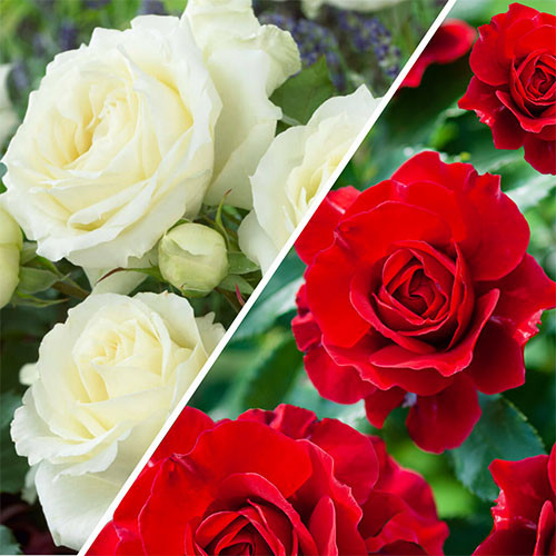 Мікс Роз Red and White (саджанці)