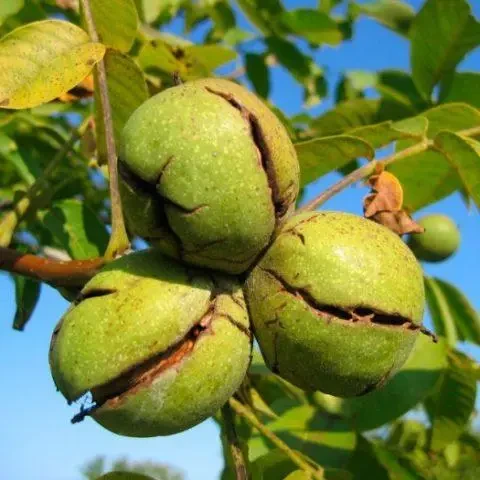 Волоський горіх привитий "Tulare" (2 літні)