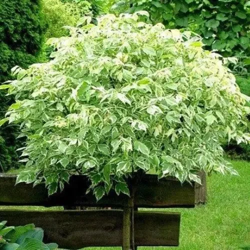 Клен гостролистий на штамбі, фото 1