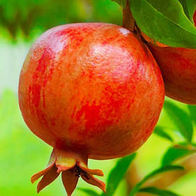 Гранат Кримський Смугастий