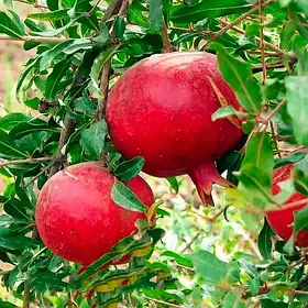 Гранат Азіатський